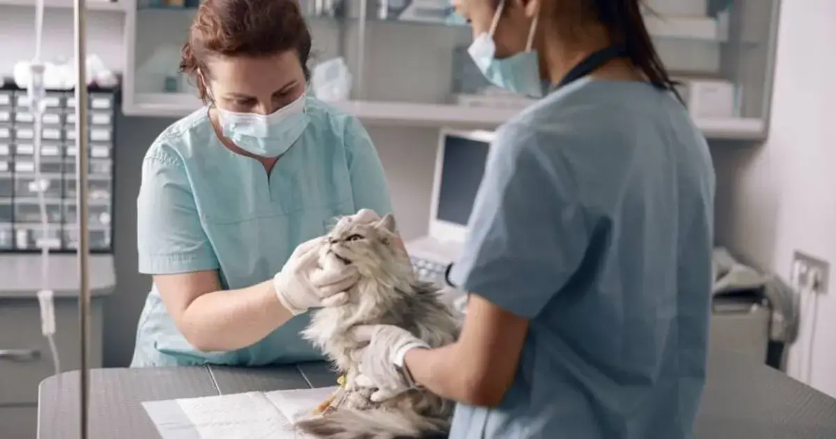 How to Become a Veterinary Assistant: A Path to Helping Animals Heal