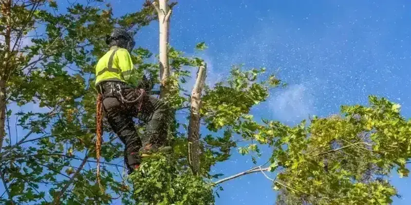 The Options and Costs for Home Tree Removal