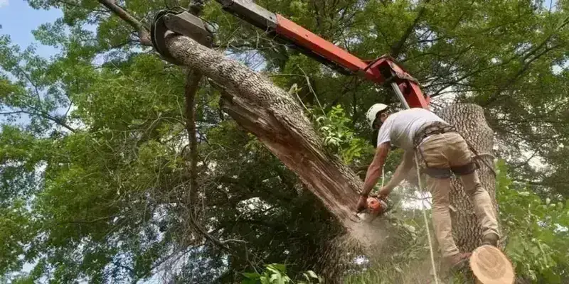 Tree Removal: A Guide to Professional Services and Local Options