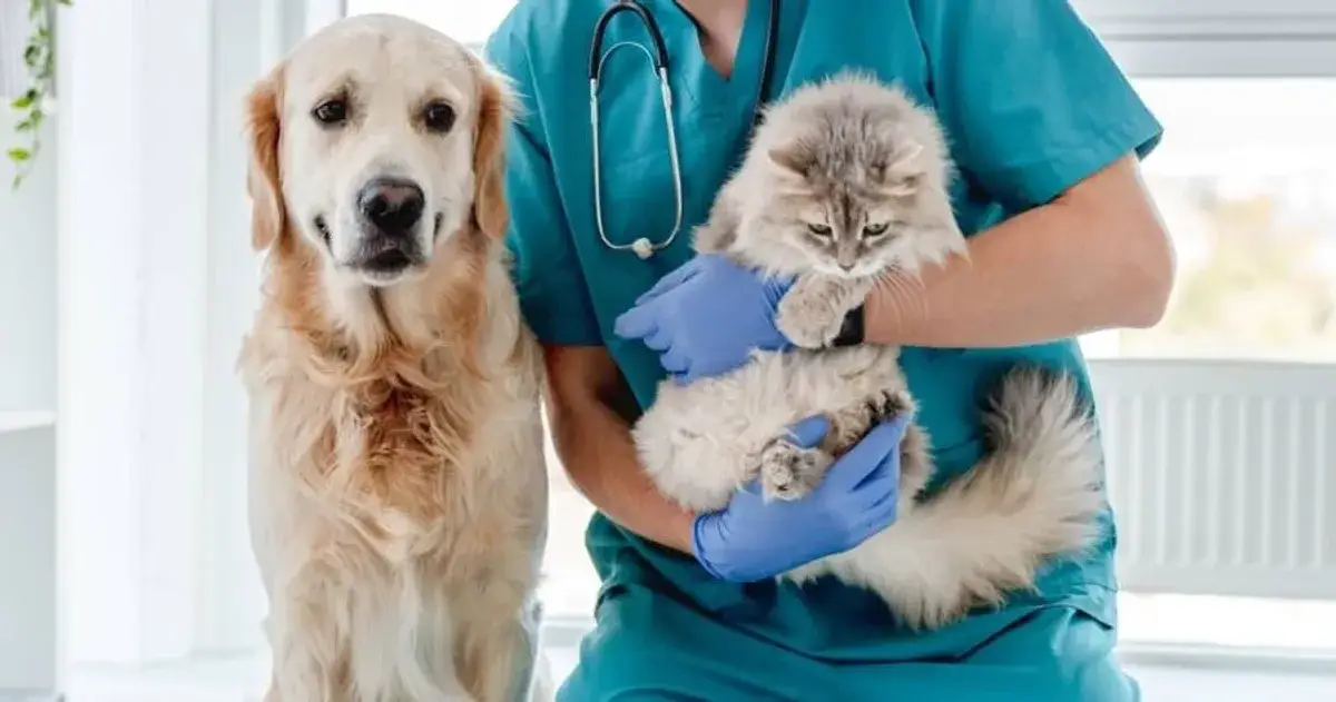 Why You Should Consider Comprehensive Pet Insurance with Covered Vaccinations